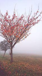 Tree on field against clear sky