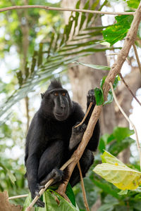 Monkey sitting on a tree