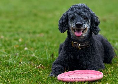 Dog sitting on field