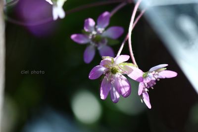 flower