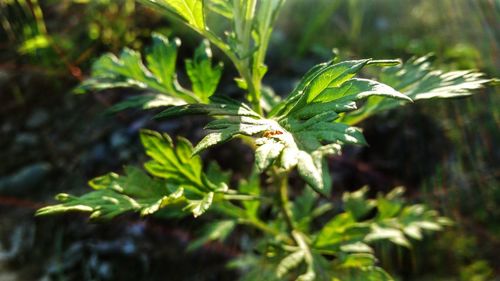 Close-up of plant