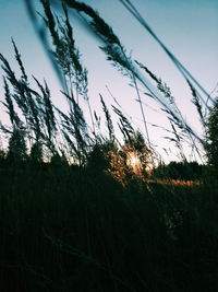 Plants growing on field against sky