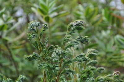 Close-up of leaves