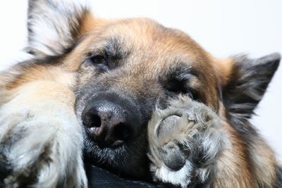 Close-up portrait of dog