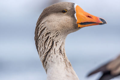 Close-up of swan