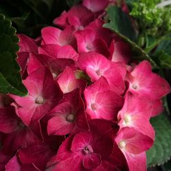 Close-up of pink flowers blooming outdoors