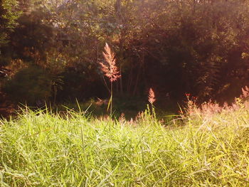 Plants growing on field