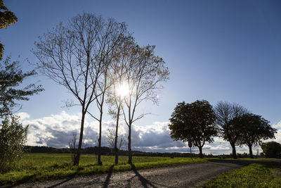 Trees on field against sky