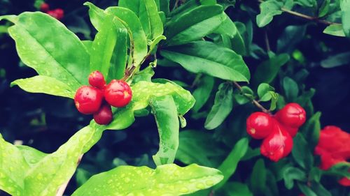 Close-up of red berries growing on plant