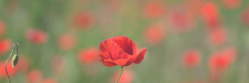 Close-up of red flowering plant on field