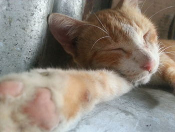 Close-up of cat sleeping