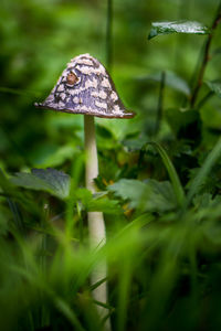 Close-up of mushroom