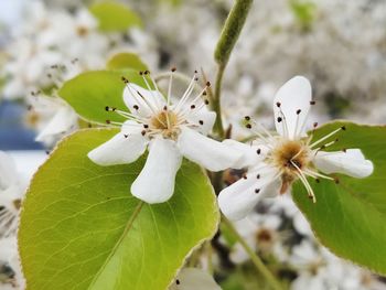 Close-up of fresh white flower blooming on tree