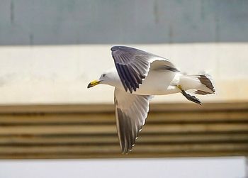 Bird flying in sky