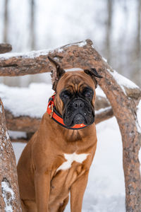 Portrait of a german boxer breed dog in a winter park close-up front view