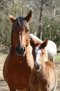 Two horses looking at camera, portait of a mare and foal