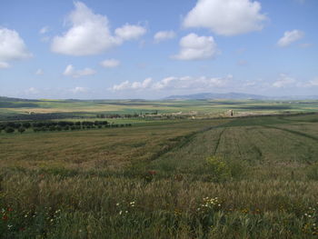 Scenic view of agricultural field against sky