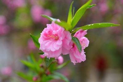 Close-up of pink flowers