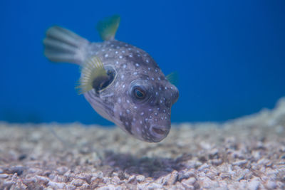 Close-up of fish swimming underwater