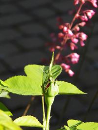 Close-up of insect on leaf