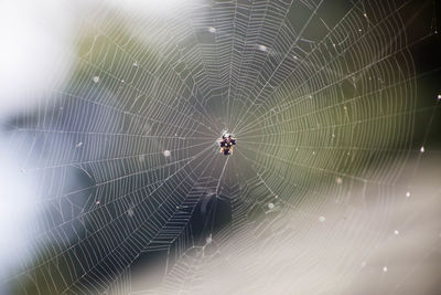 Close-up of spider on web