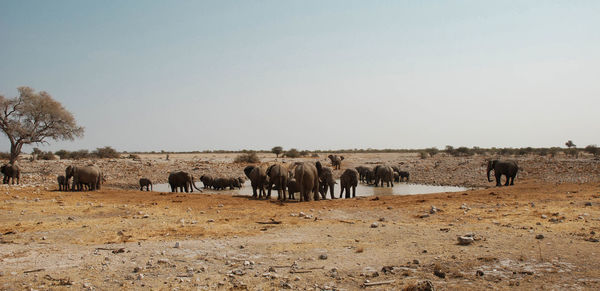 Scenic view of landscape