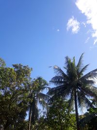 Low angle view of palm trees against blue sky