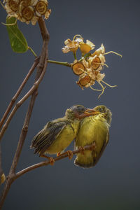 Close-up of plant