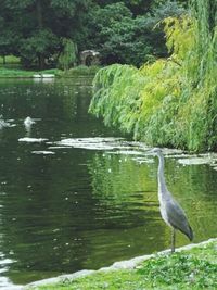 View of birds in calm water