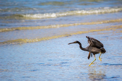 Bird running at beach