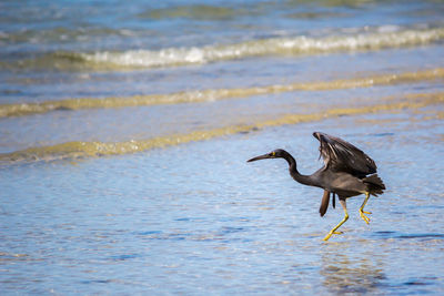 View of bird on beach