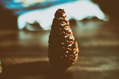 Close up of plant against blurred background