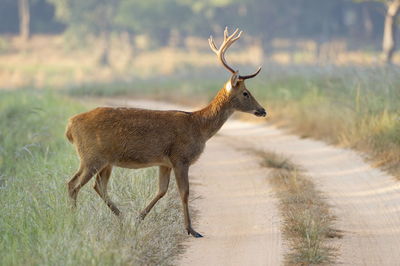 Deer standing on field