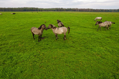 White mustangs grazing grass on the farmland. group of animals on pasture. endangered wild horse