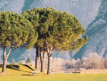 Trees on field against mountain