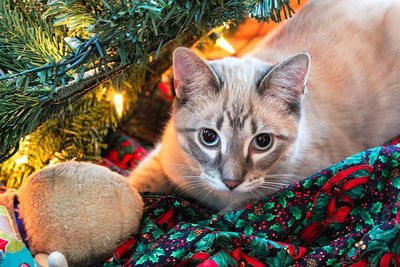 A cat hides in a christmas tree with his toy.