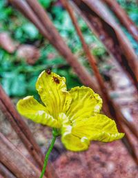 Close-up of insect on yellow flower