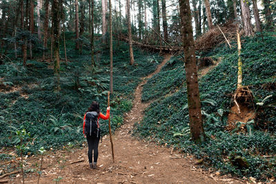 Back view of anonymous brunette with backpack and stick admiring tall trees while travelling through coniferous woodland in weekend