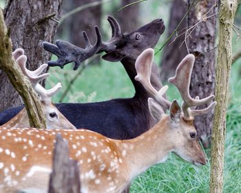 Side view of deer in forest