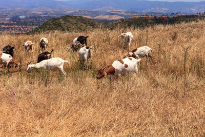 Flock of sheep on field