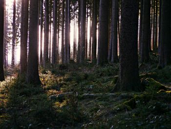 Trees in forest