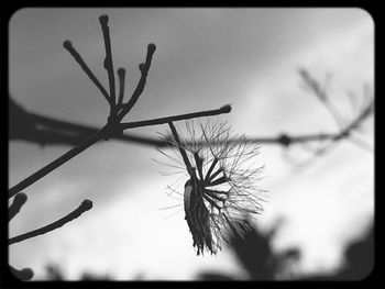 Close-up of bare tree against sky