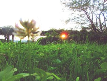 Close-up of flower growing in field against clear sky