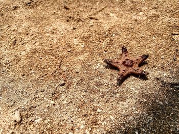 High angle view of crab on sand