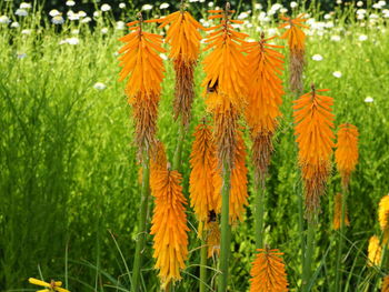 Close-up of yellow flowering plants on land