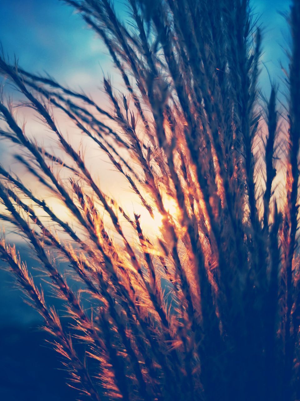 CLOSE-UP OF STALKS AGAINST SKY DURING SUNSET