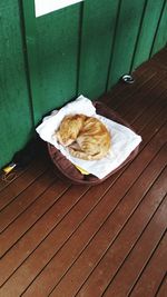 Cat on wooden floor