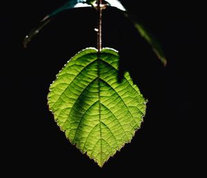 Close-up of leaf on branch against black background
