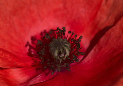 Close-up of red flower