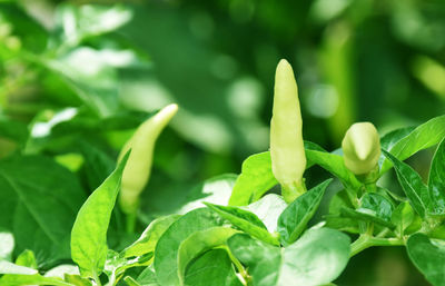 Close-up of fresh green plant